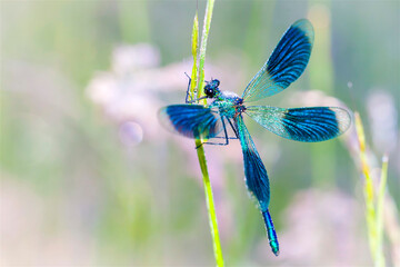 Gebänderte Prachtlibelle - Calopteryx splendens im Morgentau