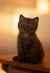 Britisch Kurzhaar Langhaar Kitten Katzenkind 