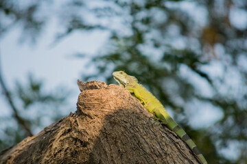 Iguana