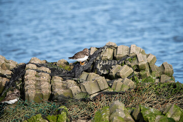 Ruddy Turnstone in the Netherlands.