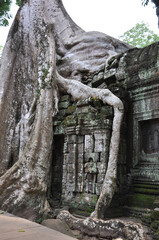 Giant tree roots at the ancient Khmer complex of Angkor Wat in Siem Reap, Cambodia