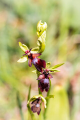 Deutschland - heimische Orchideen - Fliegen-Ragwurz - Ophrys insectifera