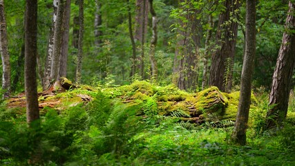 Green summer vegetation in a pine forest. Moss, fern, plants, tree logs close-up. Pure nature, ecology, environmental conservation in Latvia, Europe
