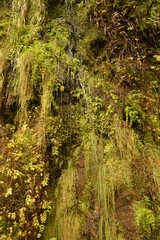 Obraz premium Hiking on the green paths of the levadas and waterfalls on Madeira Island in Portugal