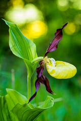 Gelber Frauenschuh Orchidee - Cypripedium calceolus