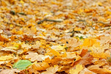 Yellowed And Blurred Autumnal Leaves 