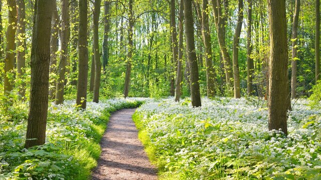 Fototapeta Pathway through the forest with blooming wild garlic (Allium ursinum). Stochemhoeve, Leiden, the Netherlands. Picturesque panoramic spring scene. Travel destinations, eco tourism, ecology, pure nature