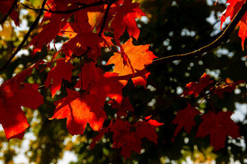 Fall Foliage