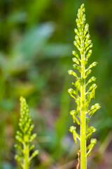 Orchidee - Großes Zweiblatt - Neottia ovata