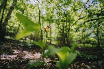 Cypripedium calceolus orchid in wild habitat