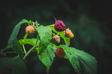 Ripening of raspberry fruits. Copy space available.