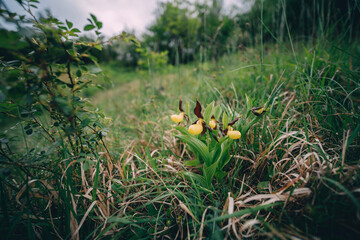Cypripedium calceolus orchid in wild habitat