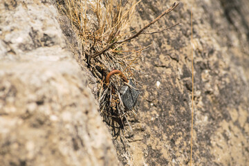 rusty padlock hanging on a rock wall