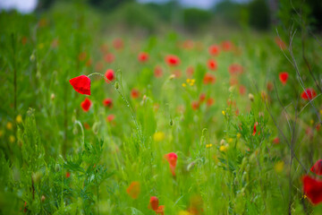 Blooming poppy field. Red poppy flower close up