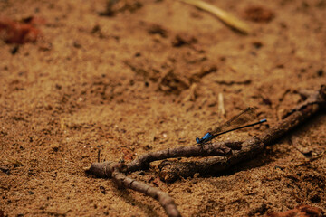 dragonfly on a stick