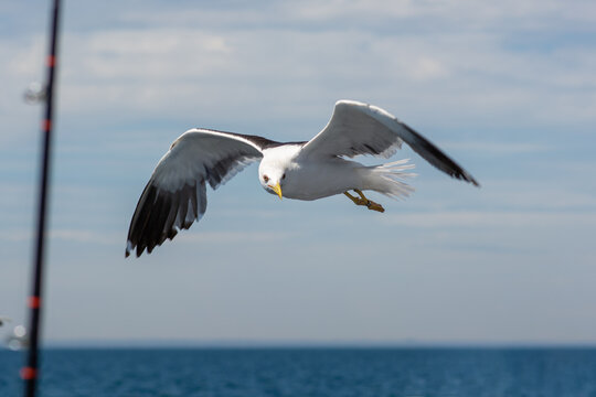 A picture of a flying seagull close to a fishing boat. A clear blue sky with patches of clouds in the background