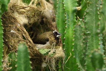 House sparrow sitting on cactus