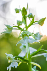 Deutschland - heimische Orchideen - Weiße Waldhyazinthe - Platanthera bifolia