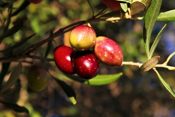 Close up of olives, olive grove in the outskirts of Athens in Attica, Greece.