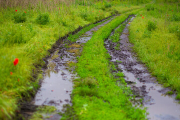 Mud track from a car among a green field after rain