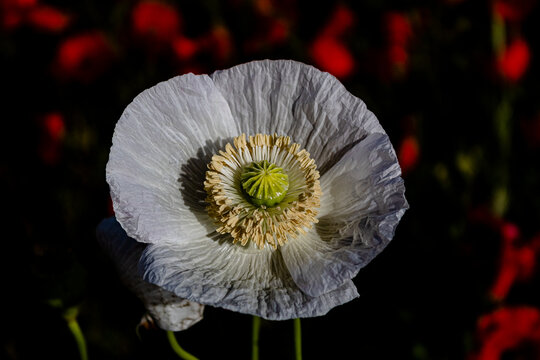 Amapola blanca (Vilches, Madrid)