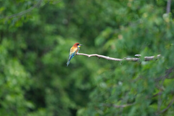 European bee-eater bird in wild natural habitat