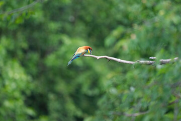 European bee-eater bird in wild natural habitat