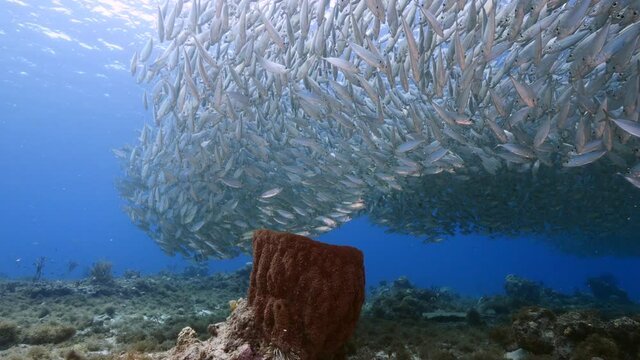 Bait ball / school of fish in turquoise water of coral reef in Caribbean Sea / Curacao with Blue Runner and big sponge