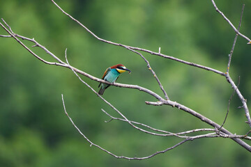 European bee-eater bird in wild natural habitat