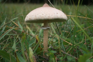 champignon dans l'herbe en automne