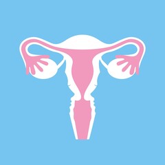Female uterus