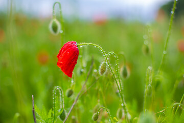 Blooming poppy field. Red poppy flower close up