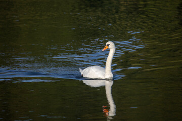 A swan swims in a lake and is reflected in the water