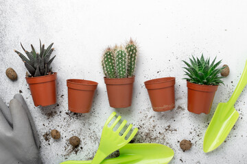 Various succulents in pots, gardening tools on table. Plant transplantation. Concept of indoor garden home, transplanting plants