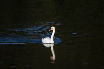A swan swims in a lake and is reflected in the water