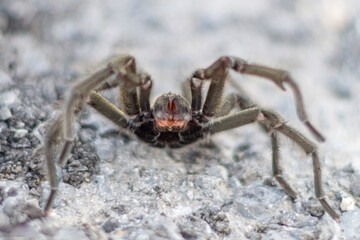 araña