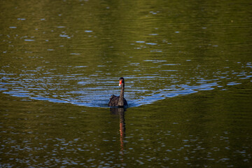 Fototapeta na wymiar Mourning swan swims in green shimmering water