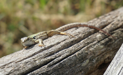Eidechse sonnt sich auf Baumstamm