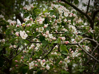 Flowering of fruit tree in the spring