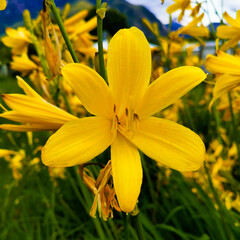Obraz premium flowers of pataginia
