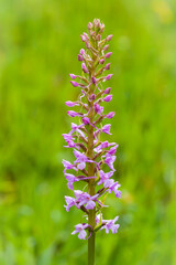 Orchidee - Gro&szlig;er H&auml;ndelwurz - Gymnadenia conopsea