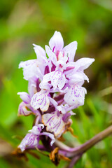 Orchidee - Geflecktes Knabenkraut - Dactylorhiza maculata