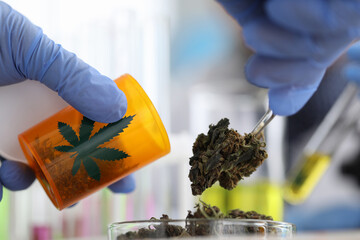 Drug dealer packs dried marijuana leaves into jar. Use of hemp based drugs in oncology and psychiatry concept.