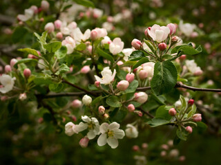 Spring flowers on apple-tree branches