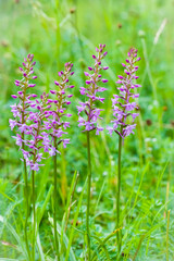 Orchidee - Großer Händelwurz - Gymnadenia conopsea