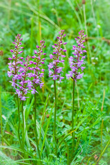 Orchidee - Großer Händelwurz - Gymnadenia conopsea