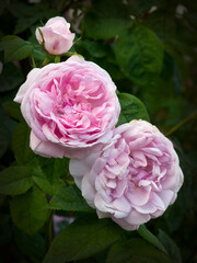 Three buds of a tea rose