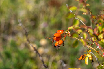 A closeup picture of red rosehip. A green blurry background