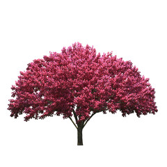 Obraz premium arbol frondoso de color rosa 