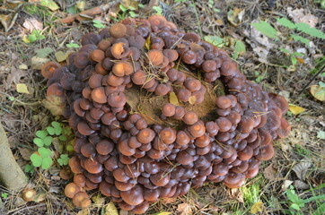 group of mushrooms